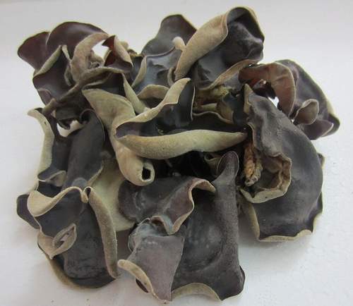 Mộc nhĩ Việt đóng gói 100g Mộc nhĩ Việt đóng gói 100g