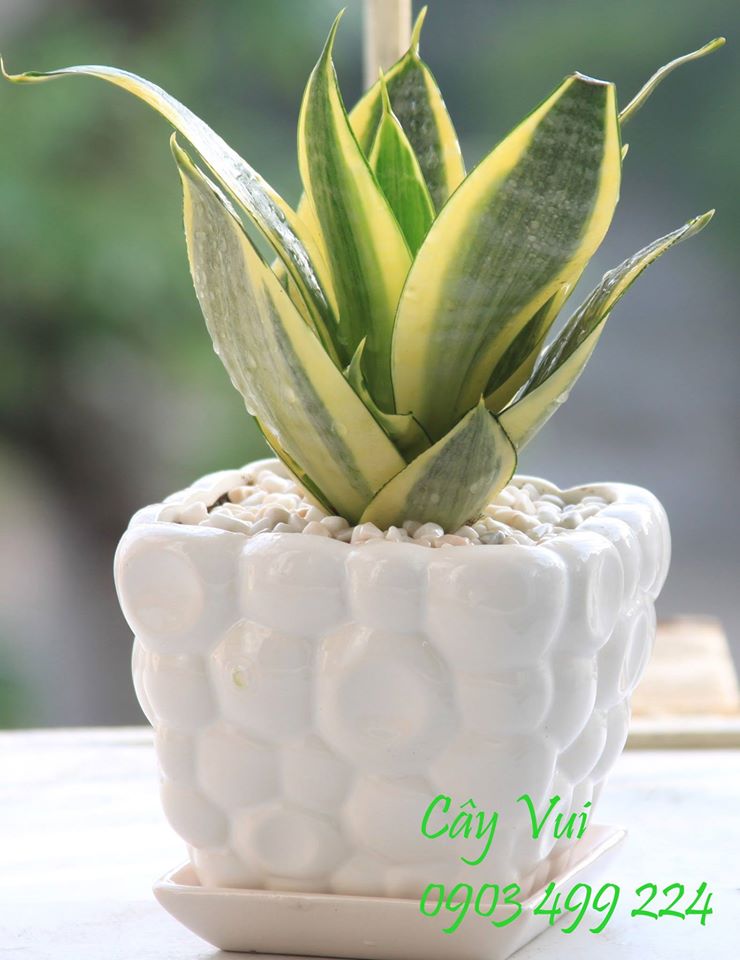 Chậu cây lưỡi hổ chỉ với 135k Chậu cây lưỡi hổ chỉ với 135k
