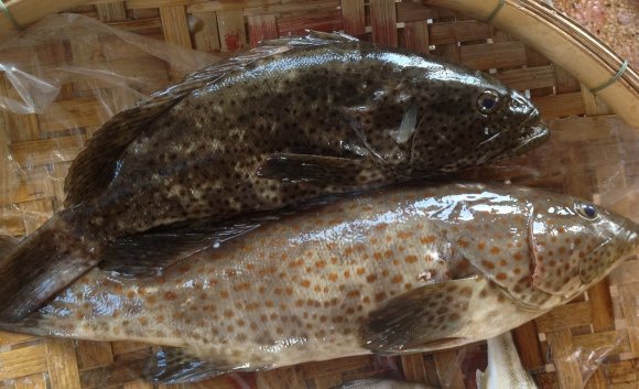 Cá mú tươi 7 - 10 con/kg Cá mú tươi 7 - 10 con/kg