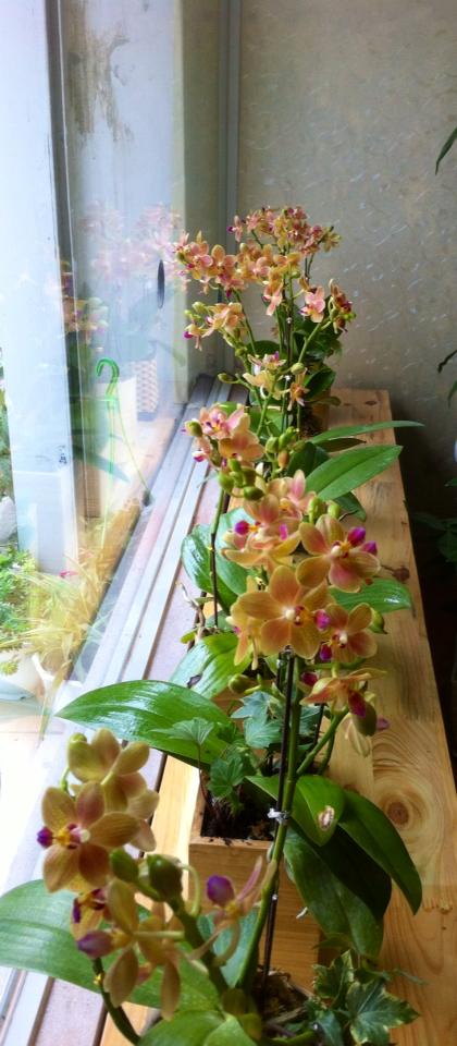 Chậu lan hồ điệp Chậu lan hồ điệp