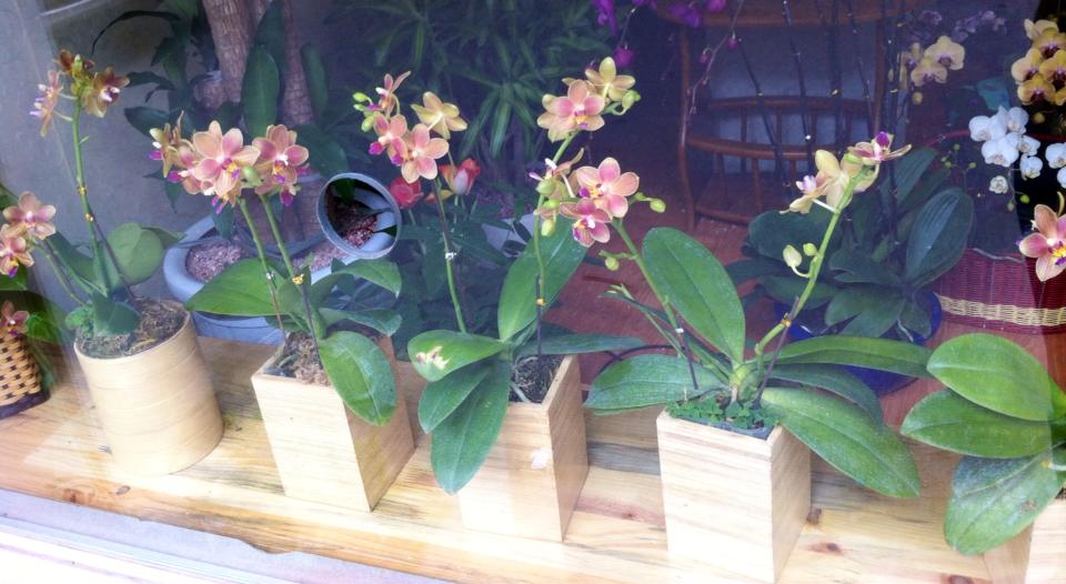 Chậu lan hồ điệp Chậu lan hồ điệp