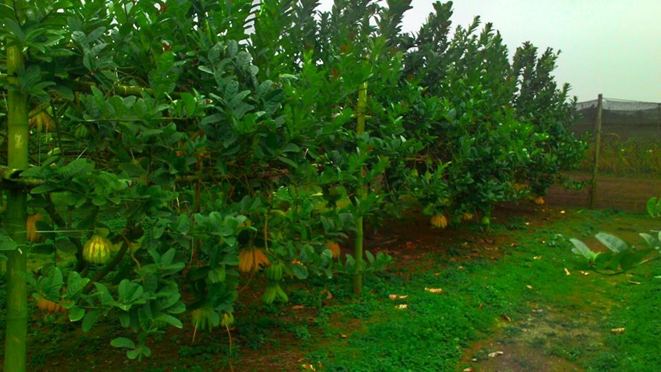 Sỉ lẻ Phật thủ nhiều tay tươi đẹp ý nghĩa Sỉ lẻ Phật thủ nhiều tay tươi đẹp ý nghĩa