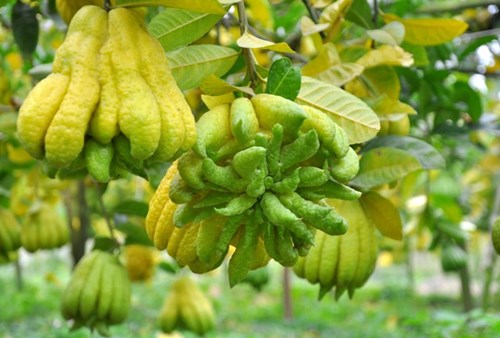 Sỉ lẻ Phật thủ nhiều tay tươi đẹp ý nghĩa Sỉ lẻ Phật thủ nhiều tay tươi đẹp ý nghĩa