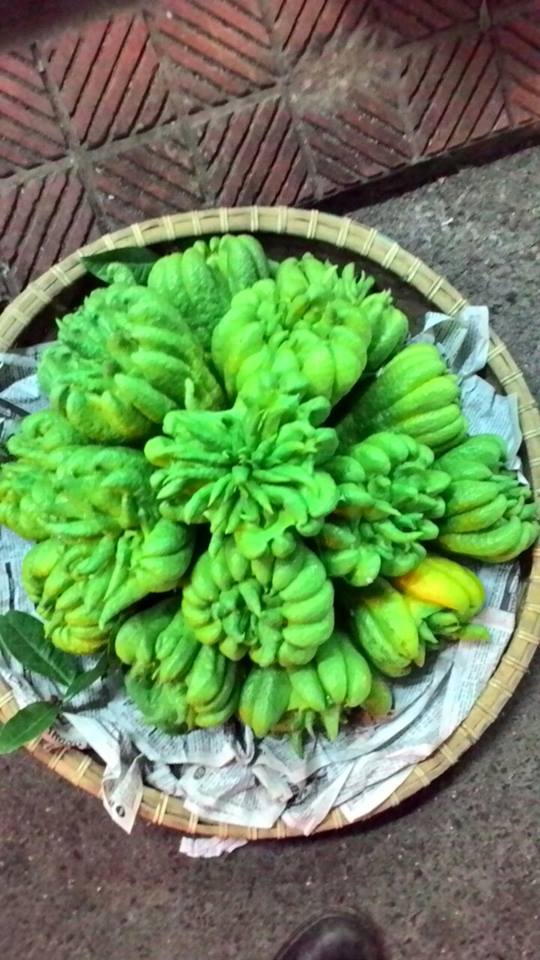 Sỉ lẻ Phật thủ nhiều tay tươi đẹp ý nghĩa Sỉ lẻ Phật thủ nhiều tay tươi đẹp ý nghĩa