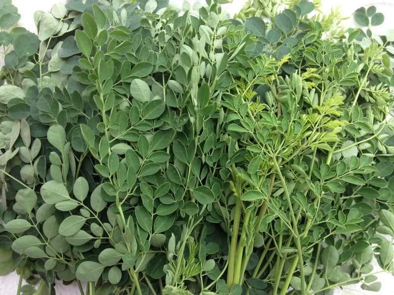 Cây chùm ngây giống - Bán buôn bán lẻ uy tín chất lượng giá cả hợp lý Cây chùm ngây giống - Bán buôn bán lẻ uy tín chất lượng giá cả hợp lý