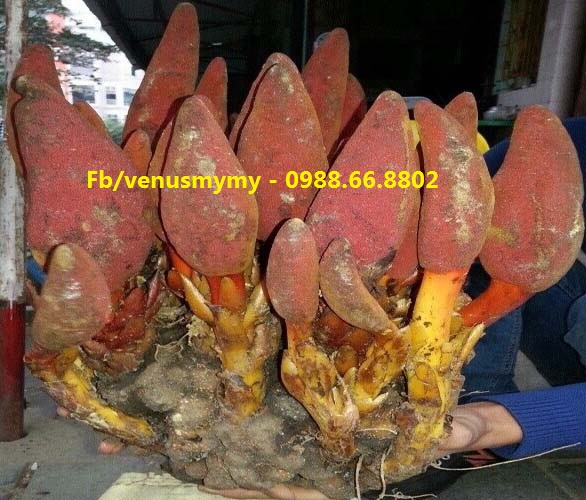 Nấm ngọc cẩu tươi tại Hà Nội - Uy tín chất lượng Nấm ngọc cẩu tươi tại Hà Nội - Uy tín chất lượng