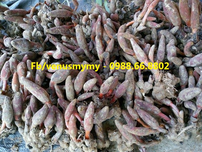 Nấm ngọc cẩu tươi tại Hà Nội - Uy tín chất lượng Nấm ngọc cẩu tươi tại Hà Nội - Uy tín chất lượng