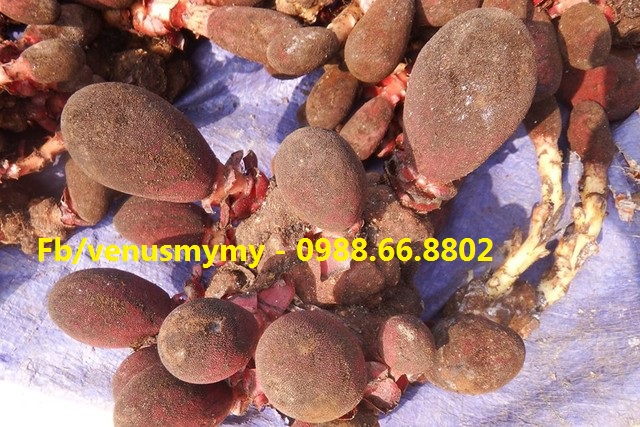 Nấm ngọc cẩu tươi tại Hà Nội - Uy tín chất lượng Nấm ngọc cẩu tươi tại Hà Nội - Uy tín chất lượng