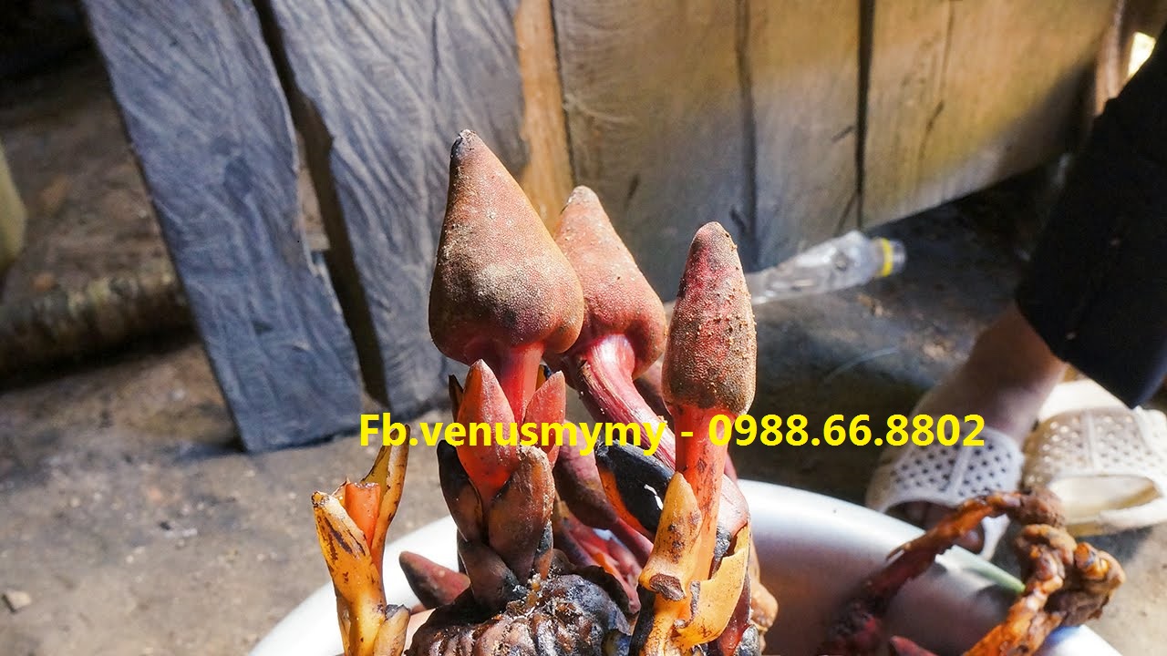 Nấm ngọc cẩu tươi tại Hà Nội - Uy tín chất lượng Nấm ngọc cẩu tươi tại Hà Nội - Uy tín chất lượng