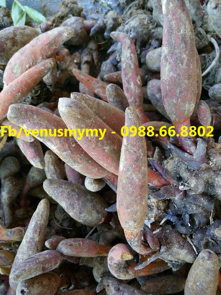 Nấm ngọc cẩu tươi tại Hà Nội - Uy tín chất lượng Nấm ngọc cẩu tươi tại Hà Nội - Uy tín chất lượng