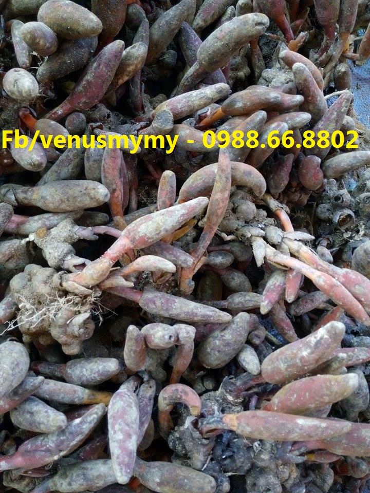 Nấm ngọc cẩu tươi tại Hà Nội - Uy tín chất lượng Nấm ngọc cẩu tươi tại Hà Nội - Uy tín chất lượng