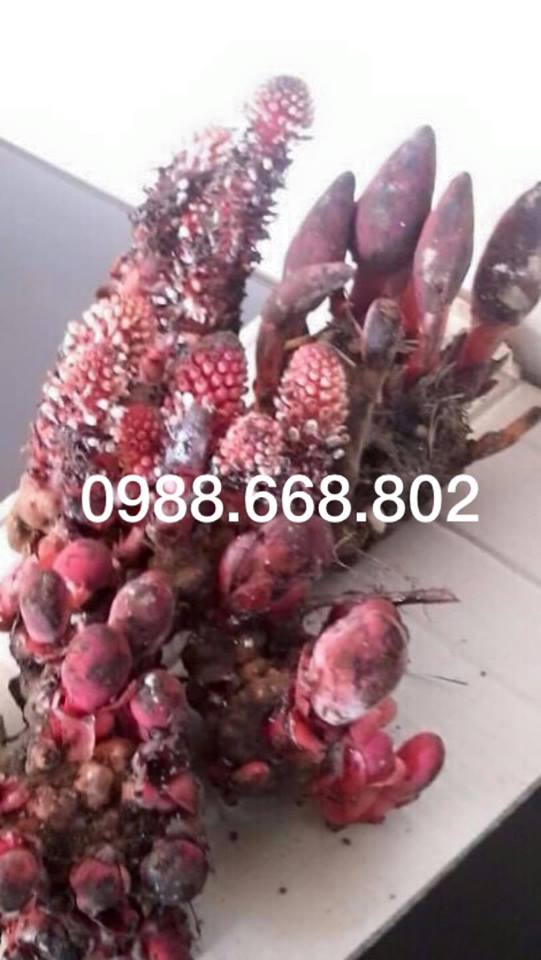 Nấm ngọc cẩu tươi tại Hà Nội - Uy tín chất lượng Nấm ngọc cẩu tươi tại Hà Nội - Uy tín chất lượng