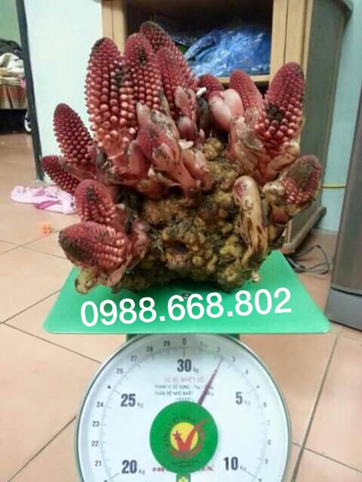 Nấm ngọc cẩu tươi tại Hà Nội - Uy tín chất lượng Nấm ngọc cẩu tươi tại Hà Nội - Uy tín chất lượng