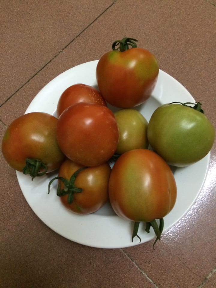 Cà chua sạch 30k/kg Cà chua sạch 30k/kg
