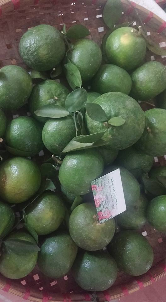 Cam sành Bắc Quang - Mọng nước, ngọt, an toàn ship toàn Hà Nội Cam sành Bắc Quang - Mọng nước, ngọt, an toàn ship toàn Hà Nội