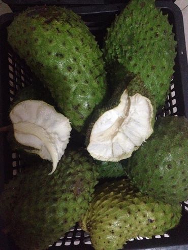 Mãng cầu tươi ngon - Nhận đổ buôn uy tín an toàn Mãng cầu tươi ngon - Nhận đổ buôn uy tín an toàn