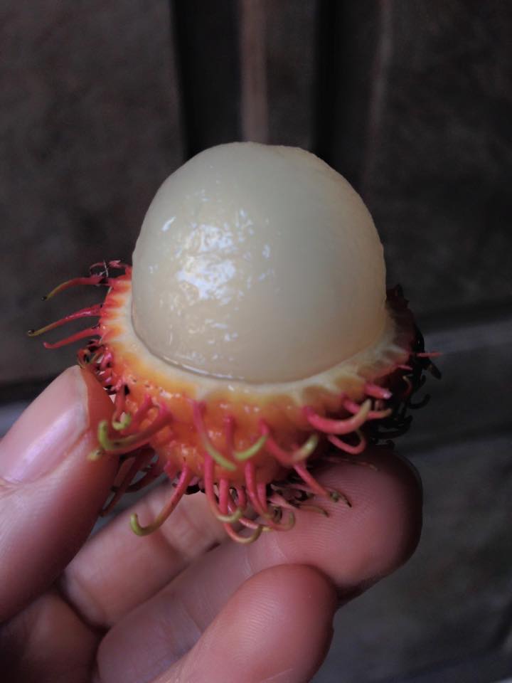 Xoài Cát Chu ngon ngọt: 65k/kg Xoài Cát Chu ngon ngọt: 65k/kg