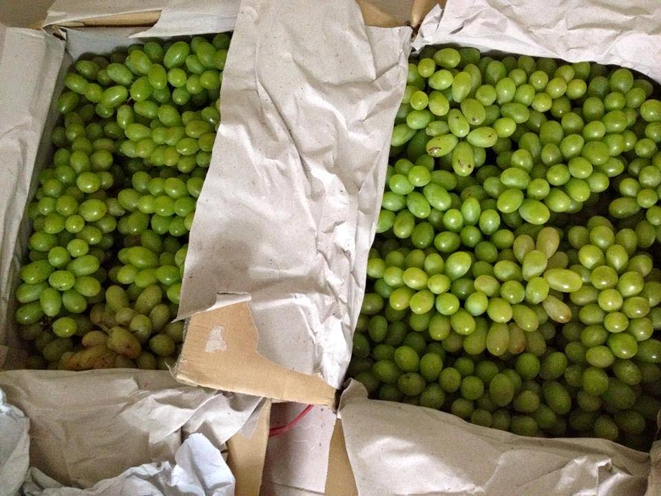 Xoài Cát Chu ngon ngọt: 65k/kg Xoài Cát Chu ngon ngọt: 65k/kg