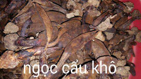 Nấm ngọc cẩu, ba kích tím, sâm cau tươi Nấm ngọc cẩu, ba kích tím, sâm cau tươi