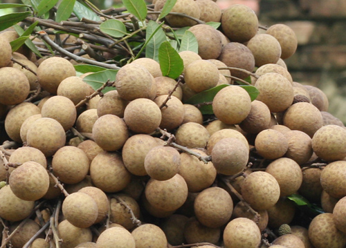 Nhãn thái to đại 65k/kg Nhãn thái to đại 65k/kg