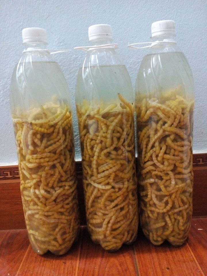 Sâu chít tươi - Bán buôn bán lẻ uy tín Sâu chít tươi - Bán buôn bán lẻ uy tín