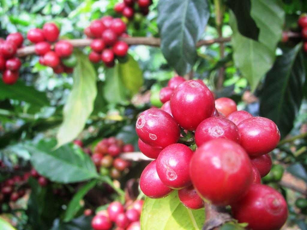 Vùng cà phê Sơn La Vùng cà phê Sơn La
