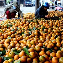 Cam sành Hà Giang bán buôn giá tại vườn