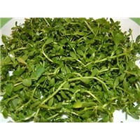 Rau đắng tươi