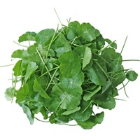 Rau má tươi