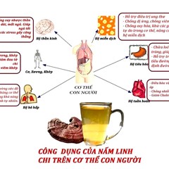 tác dụng của nấm linh chi