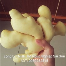 Gừng Tươi Cạo Vỏ