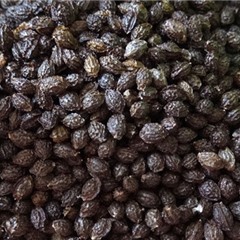 Papaya Seeds