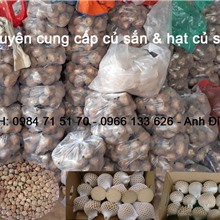 cung cấp củ sắn