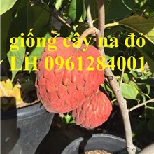 BÁN GIỐNG CÂY NA ĐỎ ÚC